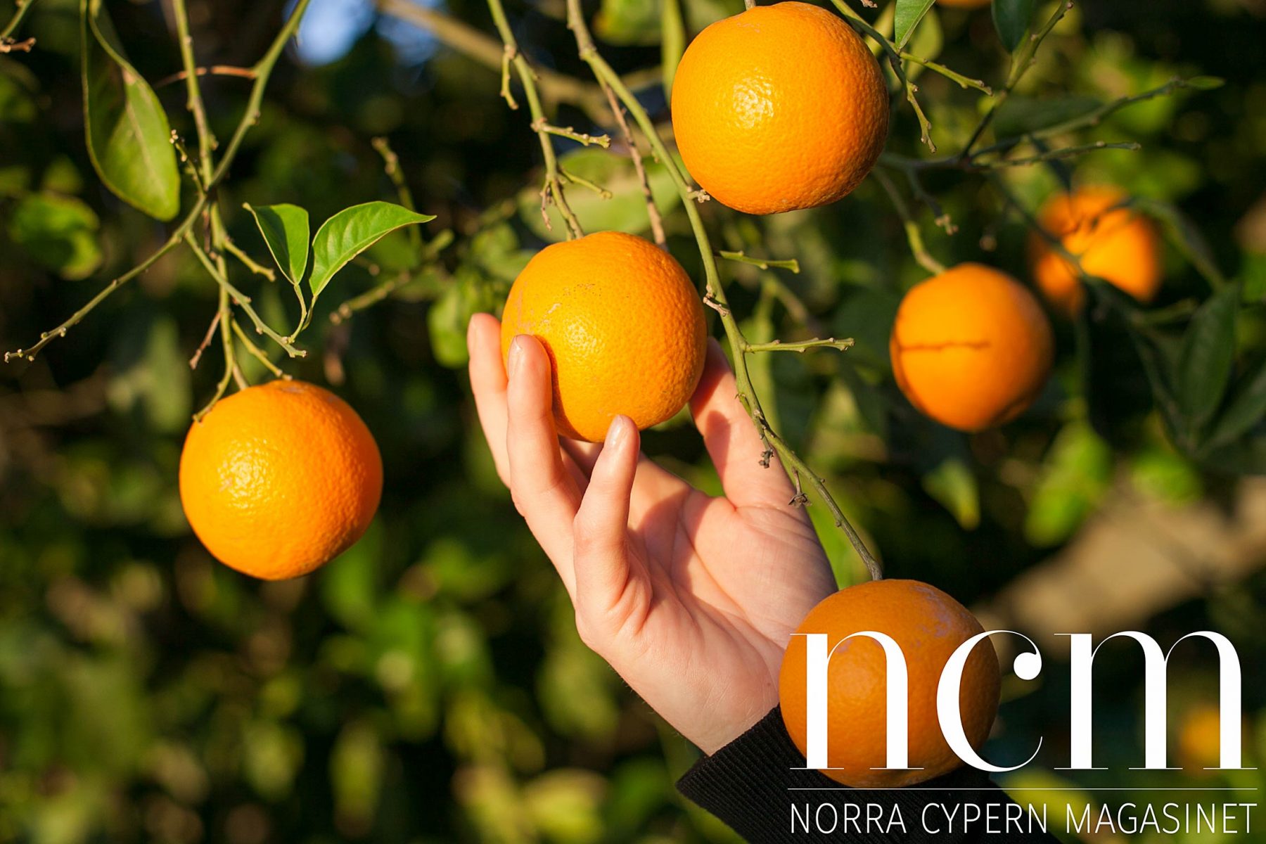 På Norra Cypern smakar apelsiner som apelsiner skall