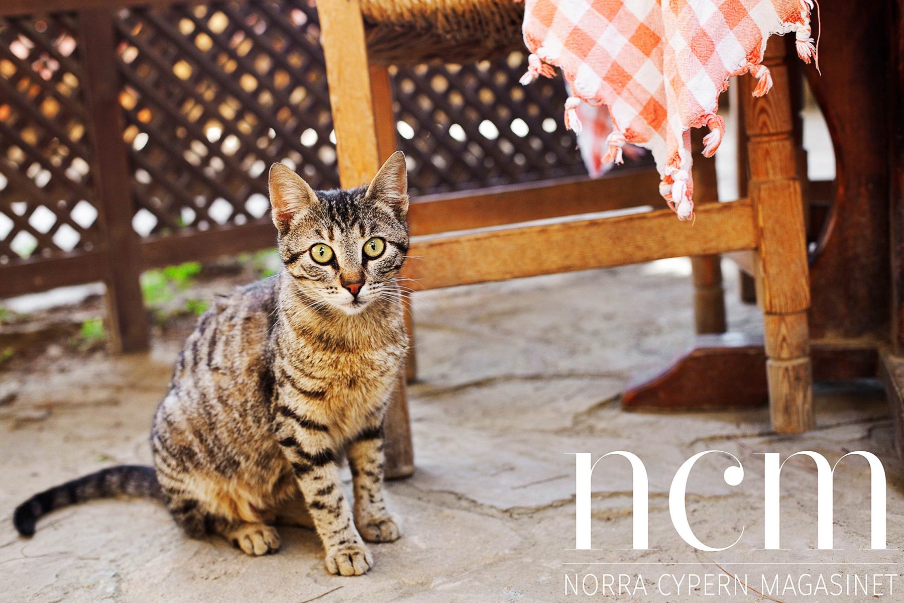 På Argonya Bageri Norra Cypern finns även glada katter