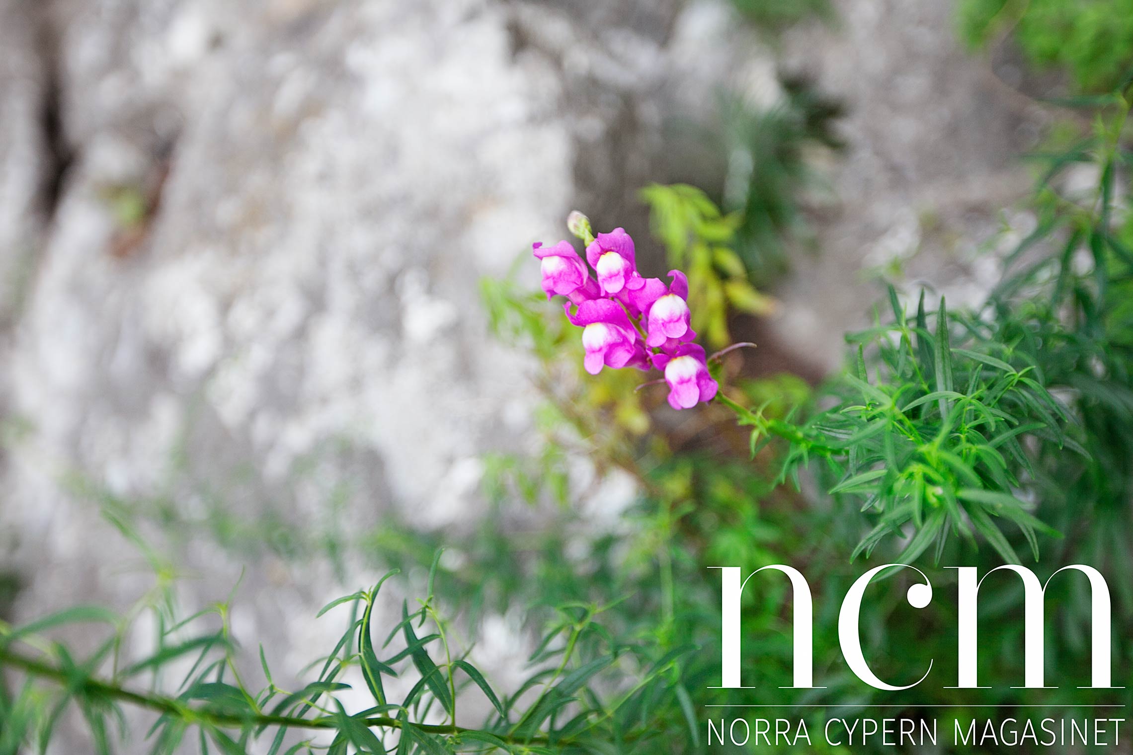 vild orkide vid st hilarion castle på norra cypern