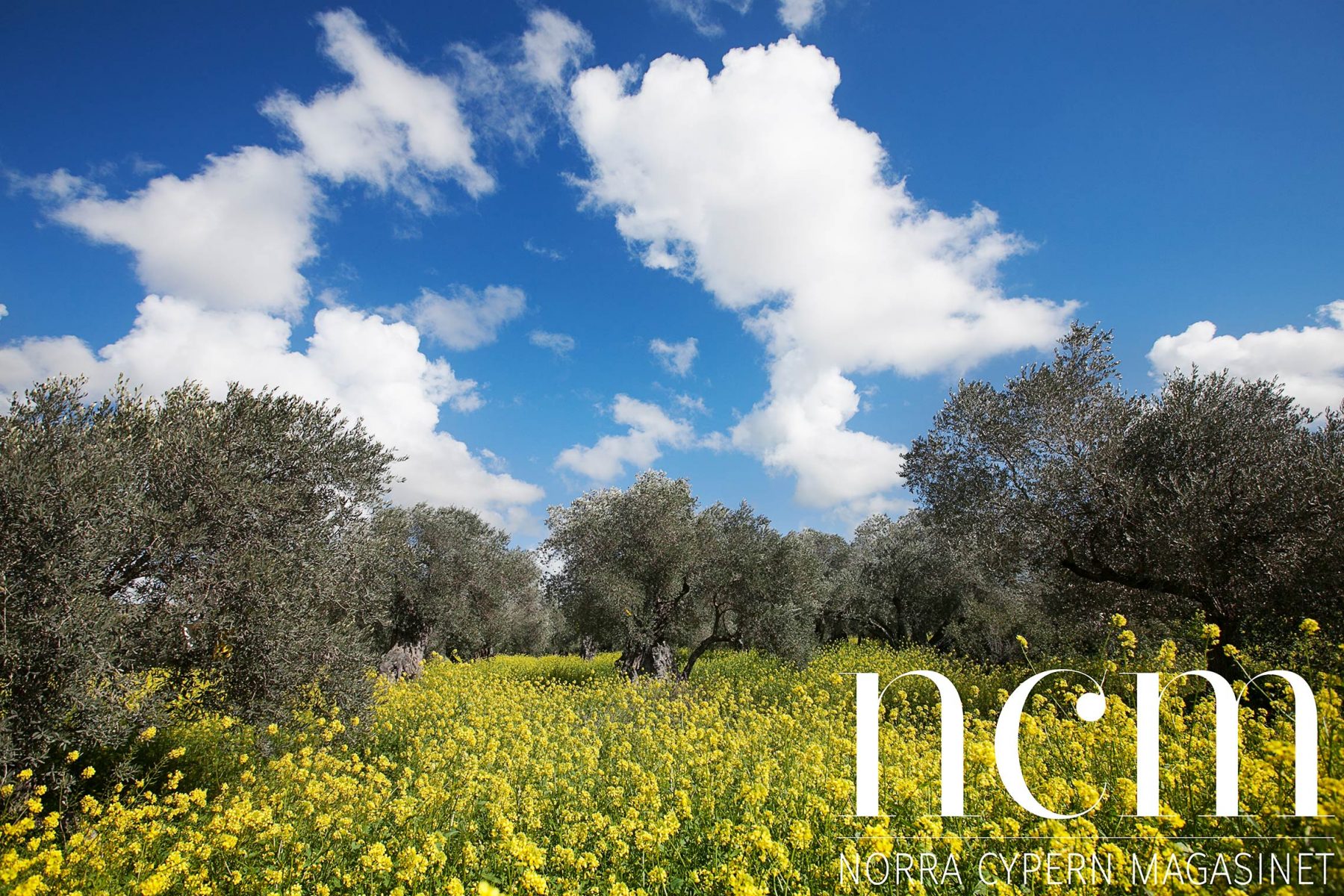 olivträd efter olivträd på norra Cypern