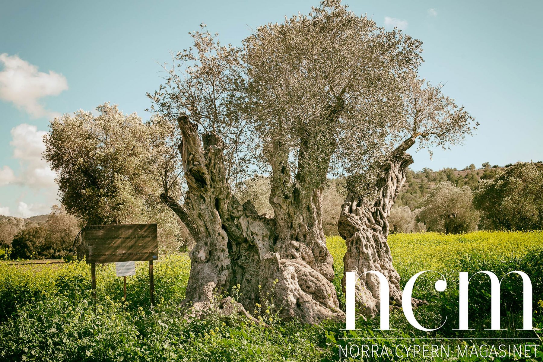 Kända olivträd på norra Cypern