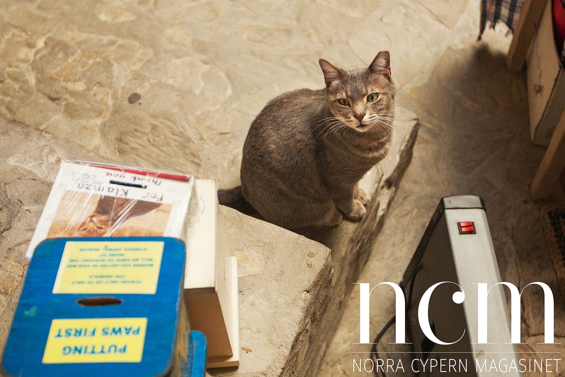 självklart finns det en katt eller två i runda tornet på norra Cypern