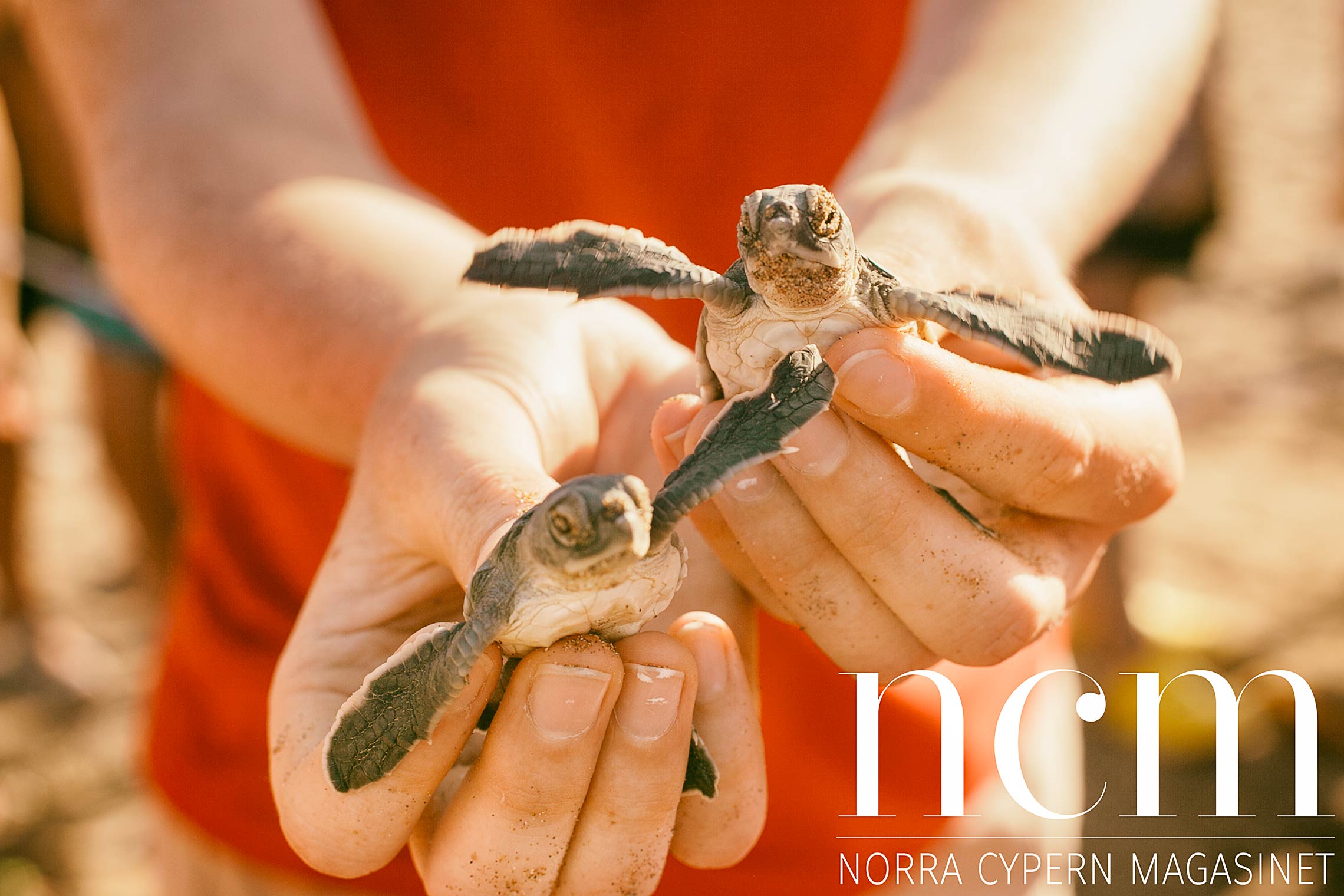 två små sköldpaddor i handen på cypern